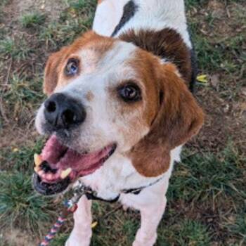 Jonah -  Mixed Breed Dog for Adoption in Richmond, Virginia - Jonah | PetCurious