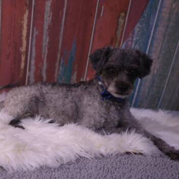 Brisco -  Shih Tzu Dog for Adoption in Casa Grande, Arizona - Brisco | PetCurious