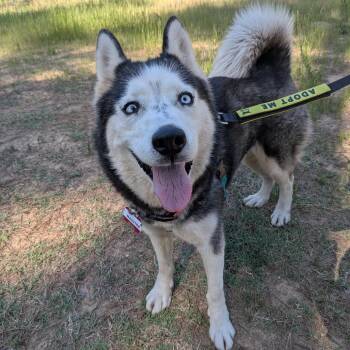 Husky Dogs Available for Adoption in Wake Forest, North Carolina - Wagstra | PetCurious