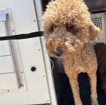 GIGI -  Labrador Retriever and Poodle Dog for Adoption in Rancho Cucamonga, California - GIGI | PetCurious