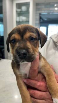 Mixed Breed Dogs Available for Adoption - Poppy | PetCurious
