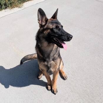 Ceasar -  Belgian Shepherd Tervuren and Mixed Breed Dog for Adoption in Emporia, Kansas - Ceasar | PetCurious