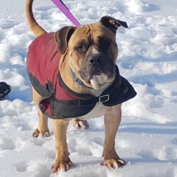 Lego -  Mixed Breed Dog for Adoption in Flintstone, Maryland - Lego | PetCurious