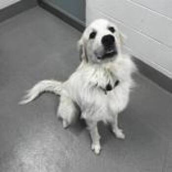 Great Pyrenees Dogs Available for Adoption - Maverick | PetCurious