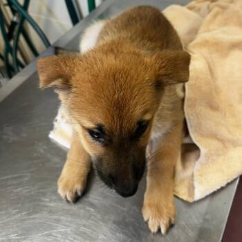 Zed -  Mixed Breed Dog for Adoption in Las Cruces, New Mexico - Zed | PetCurious