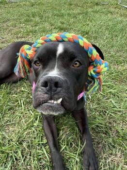 Rescue Mixed Breed Dogs for Adoption in Moundsville, West Virginia - Drako | PetCurious