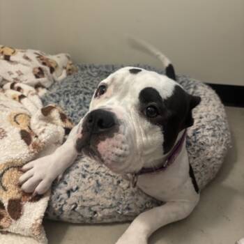 Rescue English Bulldog and Mixed Breed Dogs for Adoption in Richmond, Virginia - Snortle | PetCurious