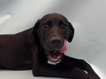 Carrington -  Labrador Retriever and Mixed Breed Dog for Adoption in Woodbury, Minnesota - Carrington | PetCurious