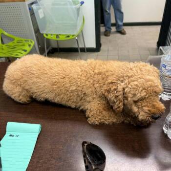 Biscuit -  Miniature Poodle Dog for Adoption in Erie, Pennsylvania - Biscuit | PetCurious