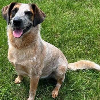 Oakley -  Mixed Breed Dog for Adoption in Buffalo, Minnesota - Oakley | PetCurious