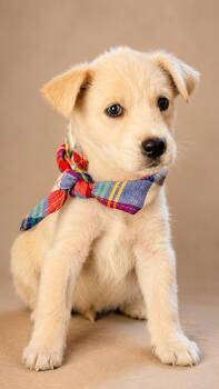 Milton -  Siberian Husky and Great Pyrenees Dog for Adoption in Nahunta, Georgia - Milton | PetCurious