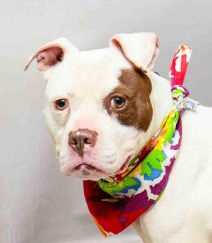 Terrier Dogs Available for Adoption in Sanford, Florida - Ice | PetCurious