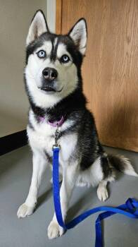Lincoln -  Siberian Husky Dog for Adoption in Barron, Wisconsin - Lincoln | PetCurious