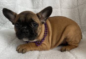 Mary -  French Bulldog Dog for Sale in Fort Plain, New York - Mary | PetCurious