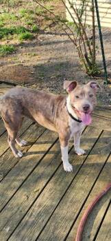 Mixed Breed Dogs Available for Adoption in West Chester, Pennsylvania - Pau | PetCurious