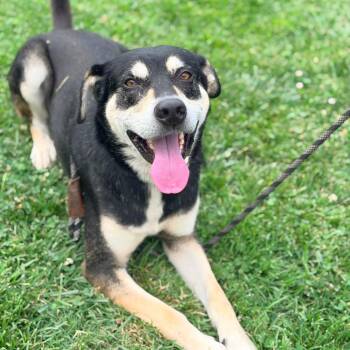 Jasper -  Mixed Breed Dog for Adoption in Huntington, West Virginia - Jasper | PetCurious