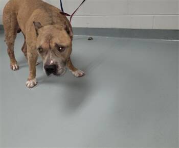 Rescue Pit Bull Terrier and Mixed Breed Dogs for Adoption in St. Cloud, Florida - BUBBA | PetCurious