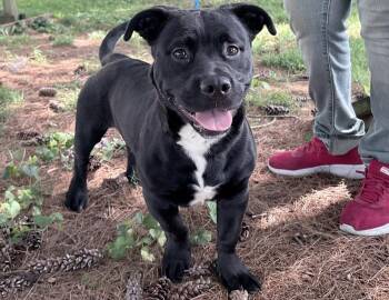 Cheech -  Basset Hound and Black Labrador Retriever Dog for Adoption in Columbus, Indiana - Cheech | PetCurious