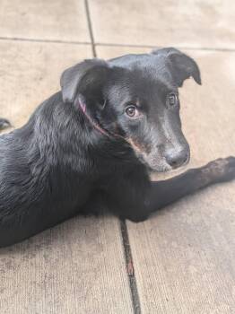Truffles -  Corgi Dog for Adoption in Colorado Springs, Colorado - Truffles | PetCurious