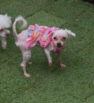 Bitsey -  Poodle and Maltese Dog for Adoption in Gonzales, Louisiana - Bitsey | PetCurious