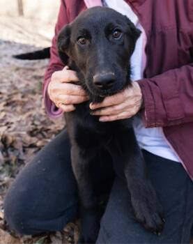 Labrador Retriever and Labradoodle Dogs Available for Adoption - Fudge | PetCurious
