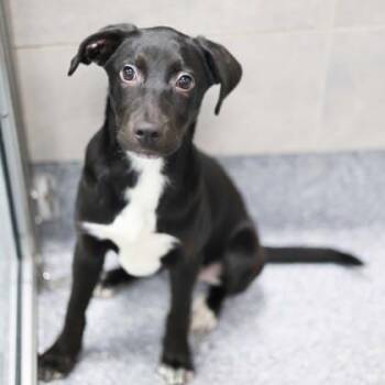 Labrador Retriever and Mixed Breed Dogs Available for Adoption in Atlanta, Georgia - Luci | PetCurious
