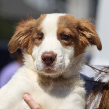 Retriever and Australian Shepherd Dogs Available for Adoption in Columbia, South Carolina - Alder | PetCurious