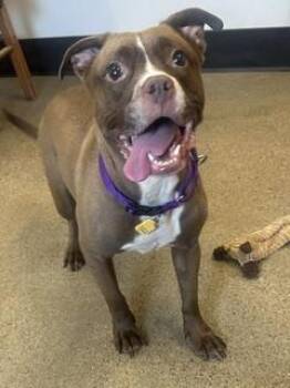 Dove -  Pit Bull Terrier Dog for Adoption in Cleveland, Ohio - Dove | PetCurious