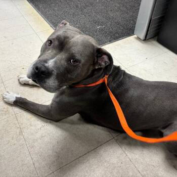 Bella(Peaches) -  Pit Bull Terrier and Mixed Breed Dog for Adoption in Saint Joseph, Missouri - Bella(Peaches) | PetCurious