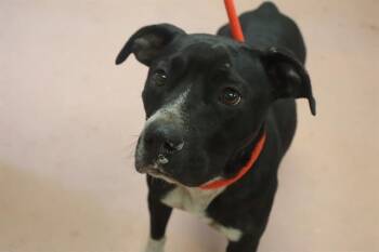 SNICKERS -  Mixed Breed Dog for Adoption in Columbia, South Carolina - SNICKERS | PetCurious