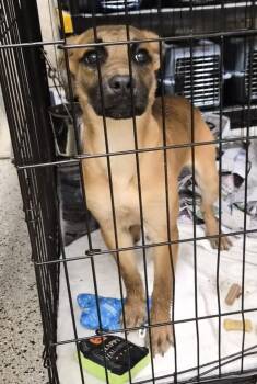 Boxer and Mixed Breed Dogs Available for Adoption in Saint Clairsville, Ohio - Ericka | PetCurious