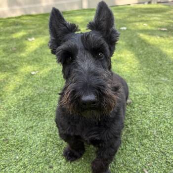 Hogan and Doris -  Scottish Terrier Dog for Adoption in Rockaway, New Jersey - Hogan And Doris | PetCurious