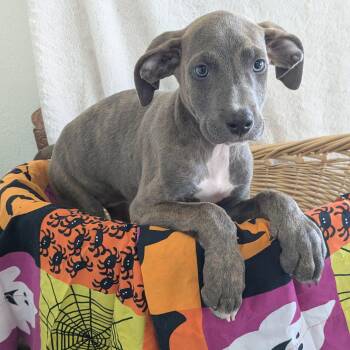 Marnie -  American Bully Dog for Adoption in Pensacola, Florida - Marnie | PetCurious