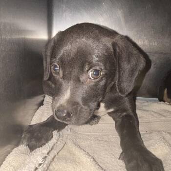G-Mail -  Mixed Breed Dog for Adoption in Charleston, West Virginia - G-Mail | PetCurious