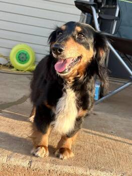 Romy -  Dachshund Dog Available for Adoption in Shawnee, Oklahoma - Romy | PetCurious