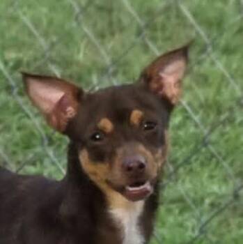 Little Chloe (20260706-01) -  Chihuahua and Miniature Pinscher Dog for Adoption in Niagara Falls, Ontario - Little Chloe (20260706-01) | PetCurious