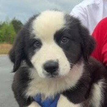 Mixed Breed Dogs Available for Adoption in Sterling, Massachusetts - Bruno - 5 Months ( Avail 6/4) | PetCurious