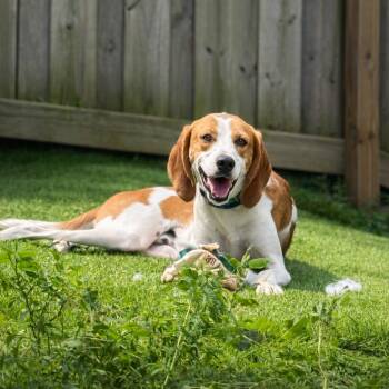 Foxhound Dogs Available for Adoption - Sam | PetCurious