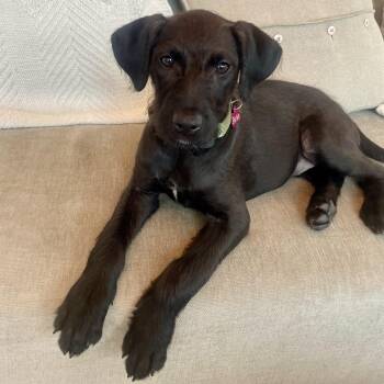 Schnauzer and Terrier Dogs Available for Adoption in Myrtle Beach, South Carolina - Birdie  | PetCurious