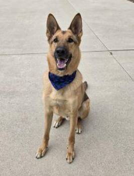 German Shepherd Dog Dogs Available for Adoption in Bucyrus, Ohio - Dune | PetCurious