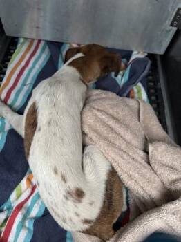 Terrier and Mixed Breed Dogs Available for Adoption in Honolulu, Hawaii - Mohawk | PetCurious