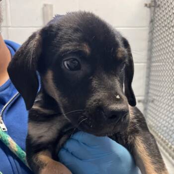Blossom -  Rottweiler and Chihuahua Dog for Adoption in Goleta, California - Blossom | PetCurious