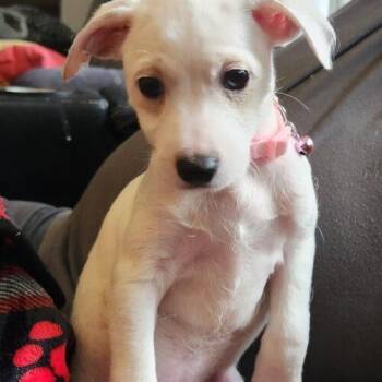 Skipper (#375) -  Chihuahua and Jack Russell Terrier Dog for Adoption in Twin Lakes, Wisconsin - Skipper (#375) | PetCurious