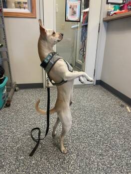 Pinto -  Chihuahua and Mixed Breed Dog for Adoption in Bemidji, Minnesota - Pinto | PetCurious
