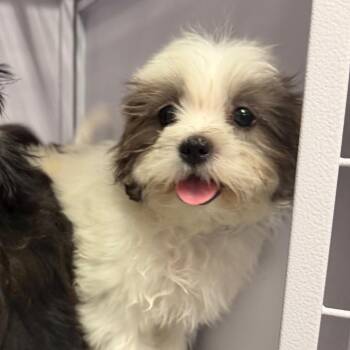 Doc -  Shih Tzu and Poodle Dog for Adoption in Baton Rouge, Louisiana - Doc | PetCurious