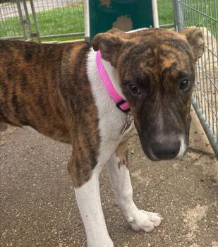 Rescue Mixed Breed Dogs for Adoption in Allegan, Michigan - Gregory | PetCurious