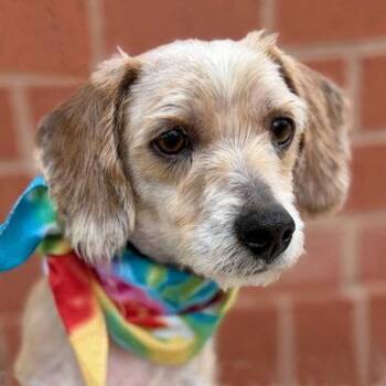 Terrier and Dachshund Dogs Available for Adoption in Arlington, Virginia - Boog | PetCurious