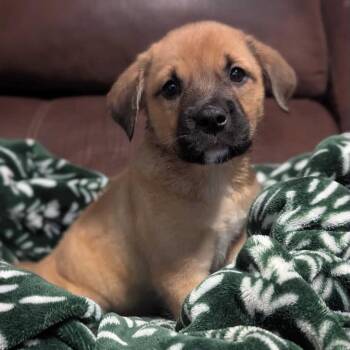 Torrance -  Mountain Cur and Mixed Breed Dog for Adoption in Buffalo, Minnesota - Torrance | PetCurious