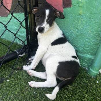 Jack Russell Terrier Dogs Available for Adoption in Jupiter, Florida - Bunny | PetCurious