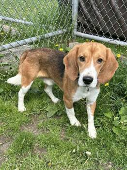 Arlington -  Beagle Dog for Adoption in Neillsville, Wisconsin - Arlington | PetCurious